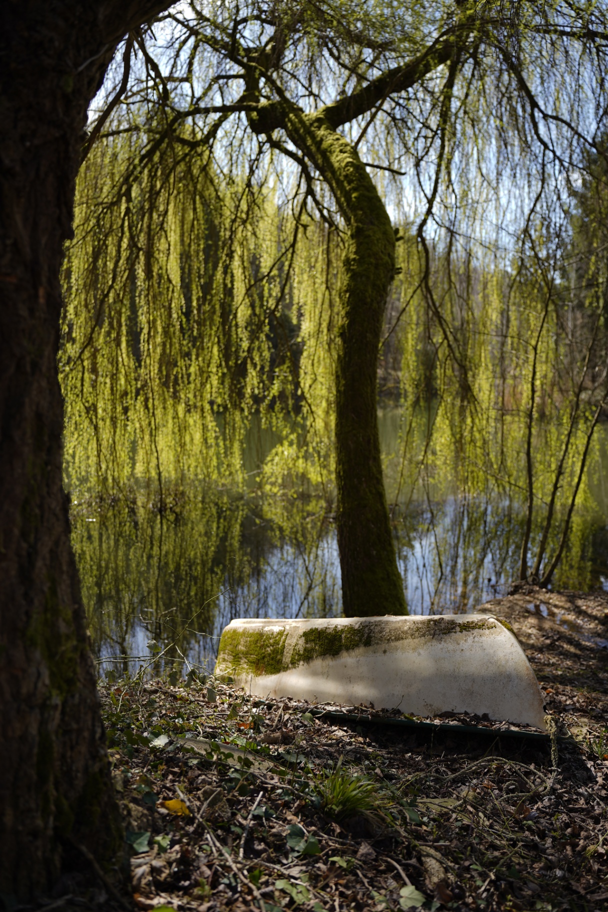 Sous le saule pleureur