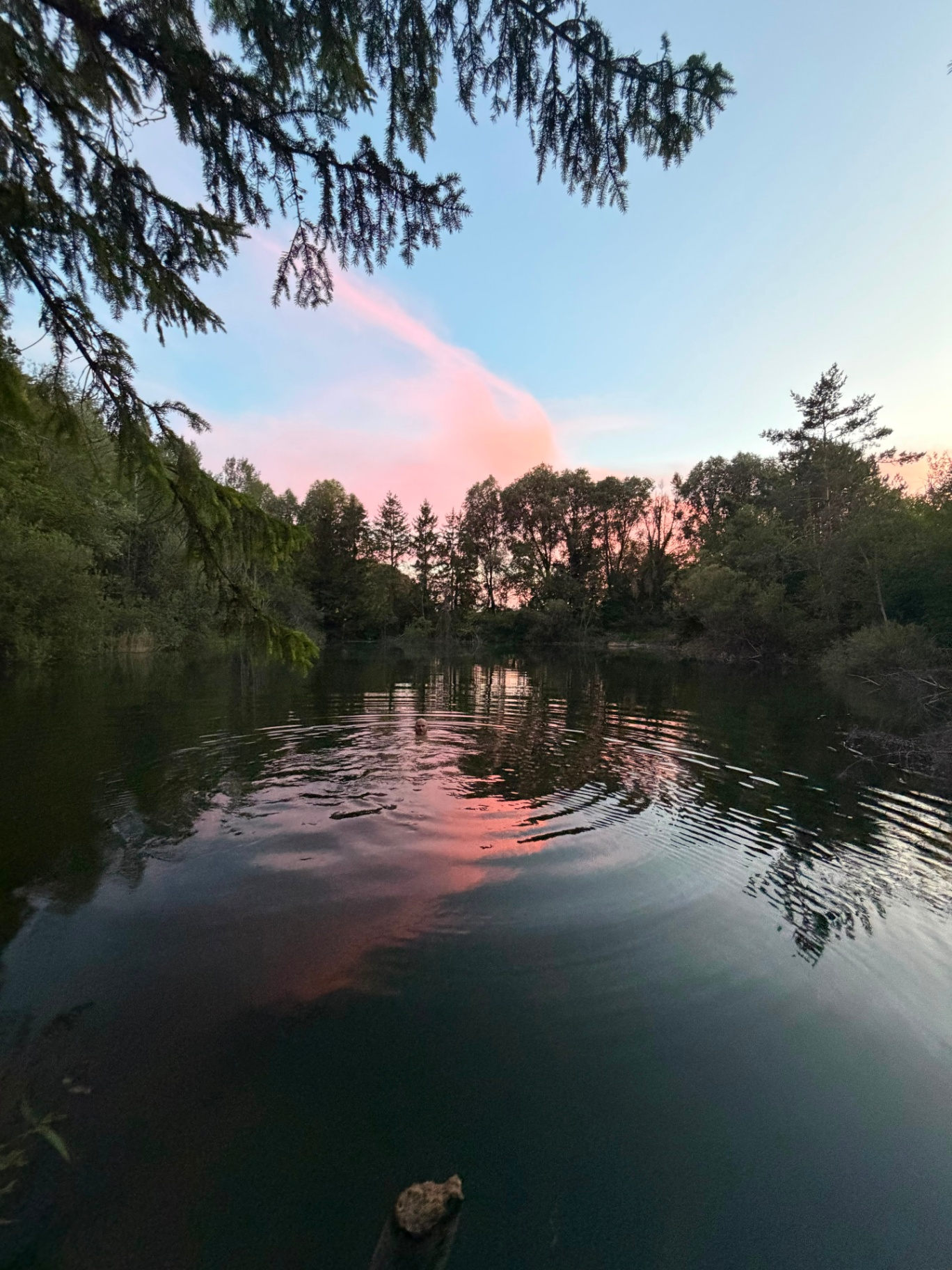 Baignade au crépuscule